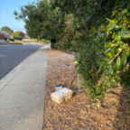 South - June 2, 2025 (8 of 69)